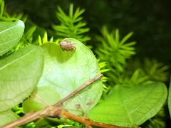 Brachypera zoilus