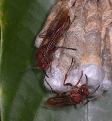 Polistes strigosus