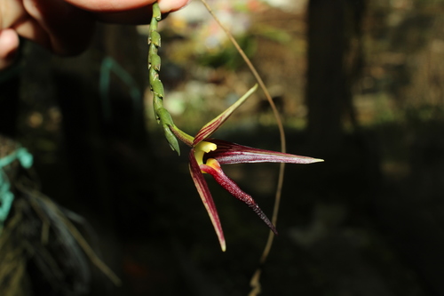 Bulbophyllum crenilabium