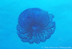 Cepheidae