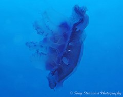 Cepheidae