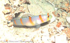 Amblyeleotris randalli