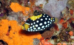 Clown Triggerfish photo 2