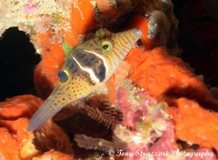 Canthigaster ocellicincta