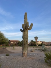 Carnegiea gigantea
