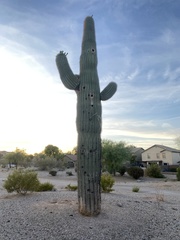 Carnegiea gigantea
