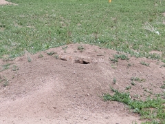 Cynomys ludovicianus