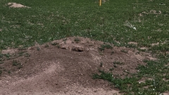 Cynomys ludovicianus