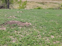 Cynomys ludovicianus