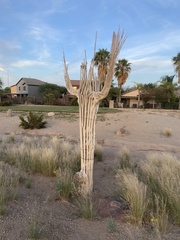 Carnegiea gigantea