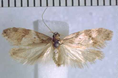 Trachypepla angularis