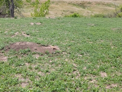 Cynomys ludovicianus