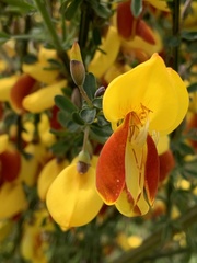 Cytisus scoparius andreanus