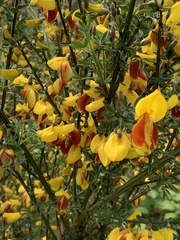 Cytisus scoparius andreanus