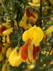 Cytisus scoparius andreanus