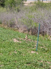 Cynomys ludovicianus