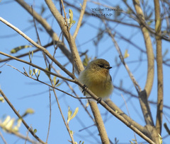 Yellow Thornbill photo 4