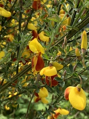 Cytisus scoparius andreanus