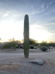 Carnegiea gigantea