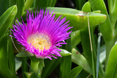 Carpobrotus dimidiatus