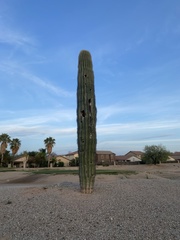 Carnegiea gigantea