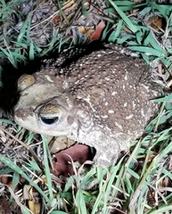 Peltophryne peltocephala