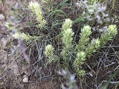 Castilleja thompsonii