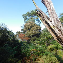 Pterophylla sylvicola