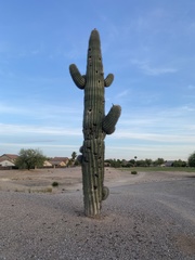 Carnegiea gigantea