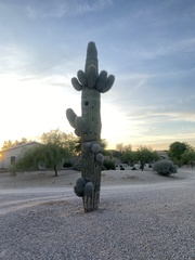Carnegiea gigantea