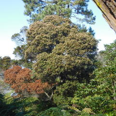 Pterophylla sylvicola