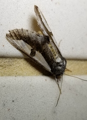 Euscirrhopterus poeyi