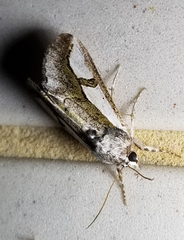 Euscirrhopterus poeyi