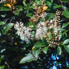 Pterophylla sylvicola