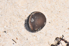 Mucuna sloanei