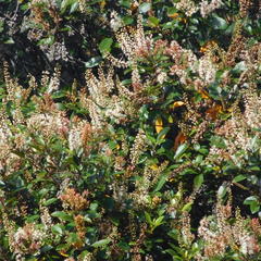 Pterophylla sylvicola