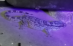 Tarentola americana