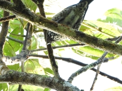 Ixothraupis rufigula