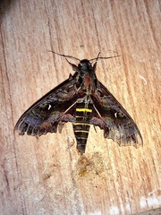 Hemeroplanes diffusa