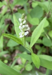 Polygala senega