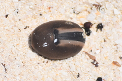 Mucuna sloanei