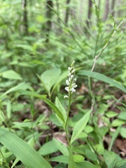 Polygala senega