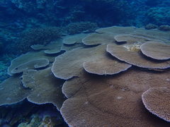 Acropora cytherea