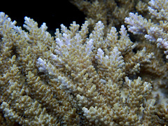 Acropora cytherea