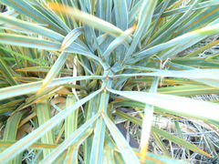 Aciphylla colensoi