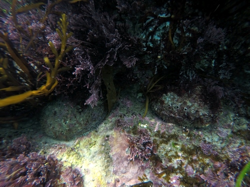 Green Abalone