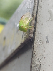 Stictocephala militaris