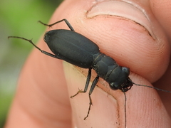 Dromochorus belfragei