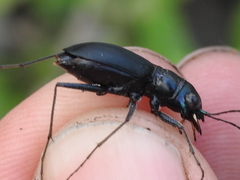 Dromochorus belfragei