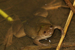 Xenopus